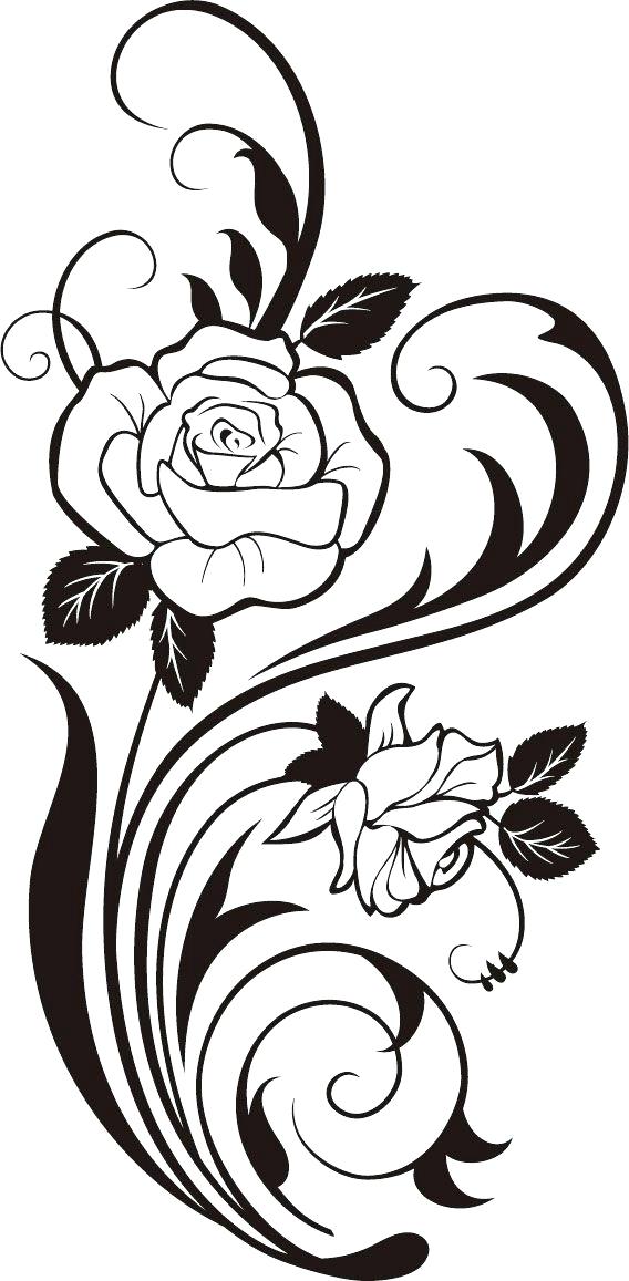 568x1157 rose vines drawings architecture plural english