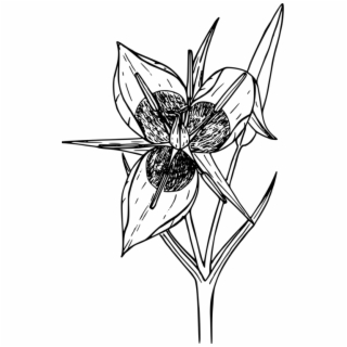 320x320 Hd Drawing Line Art Floral Design Flower