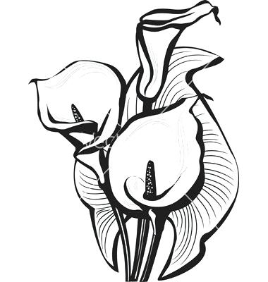 380x400 calla lily sketch lily flower clip art library calla lily flower