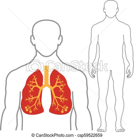 450x463 Lungs And Human Body Outline