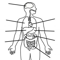 250x250 Body Outline Drawing Female Simple Male Printable Front And Back