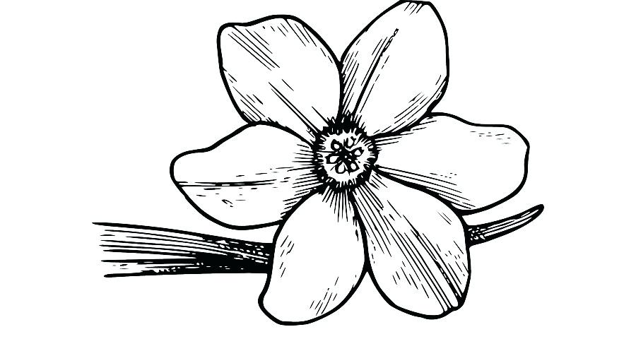 900x480 How To Draw Bloom