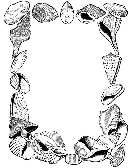 524x650 Seashell Drawing Border For Free Download