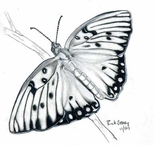 500x471 Butterfly Drawing This Is A Drawing