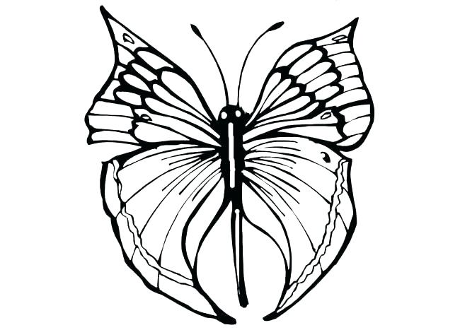 650x467 Fresh Of Butterfly Outlines To Color Butter Outline Drawing Line