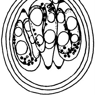 309x309 Camera Lucida Drawing Of Sporulated Oocyst Of Eimeria Kharjensis N