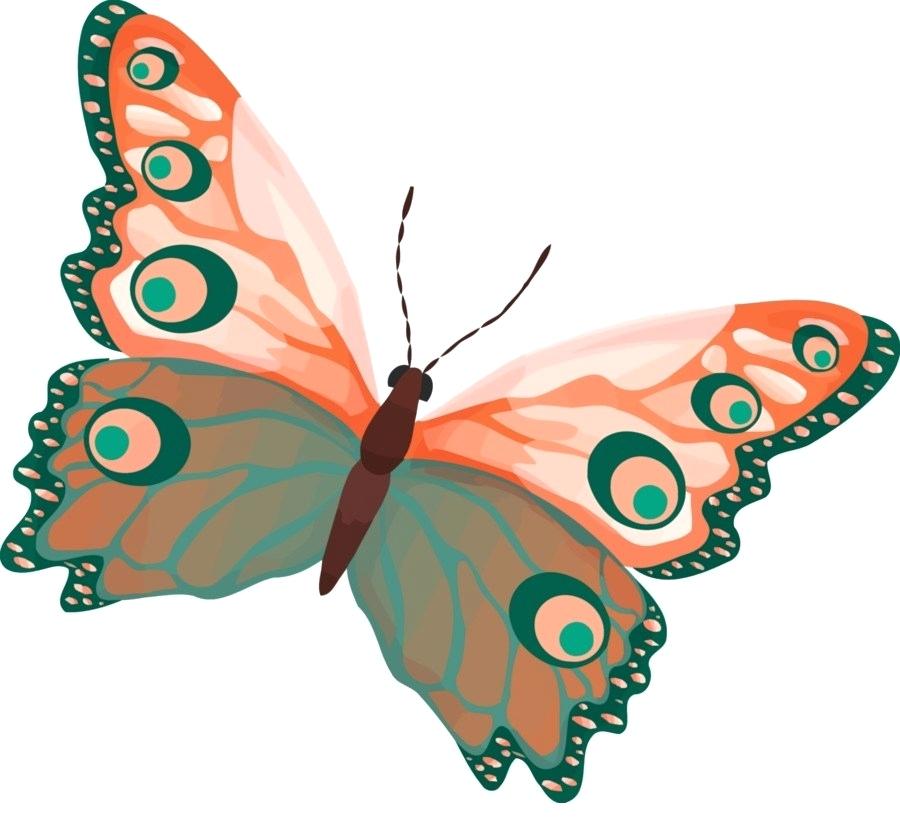 900x820 Butterfly Drawing Color