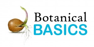 300x150 Colored Pencil Botanical Drawing For Beginners Drawing In Color