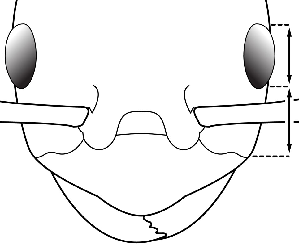 966x800 malar distance antkey