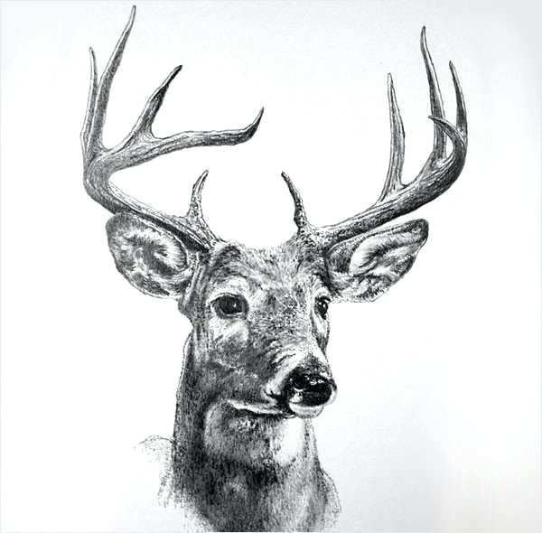 600x590 Reindeer Drawings