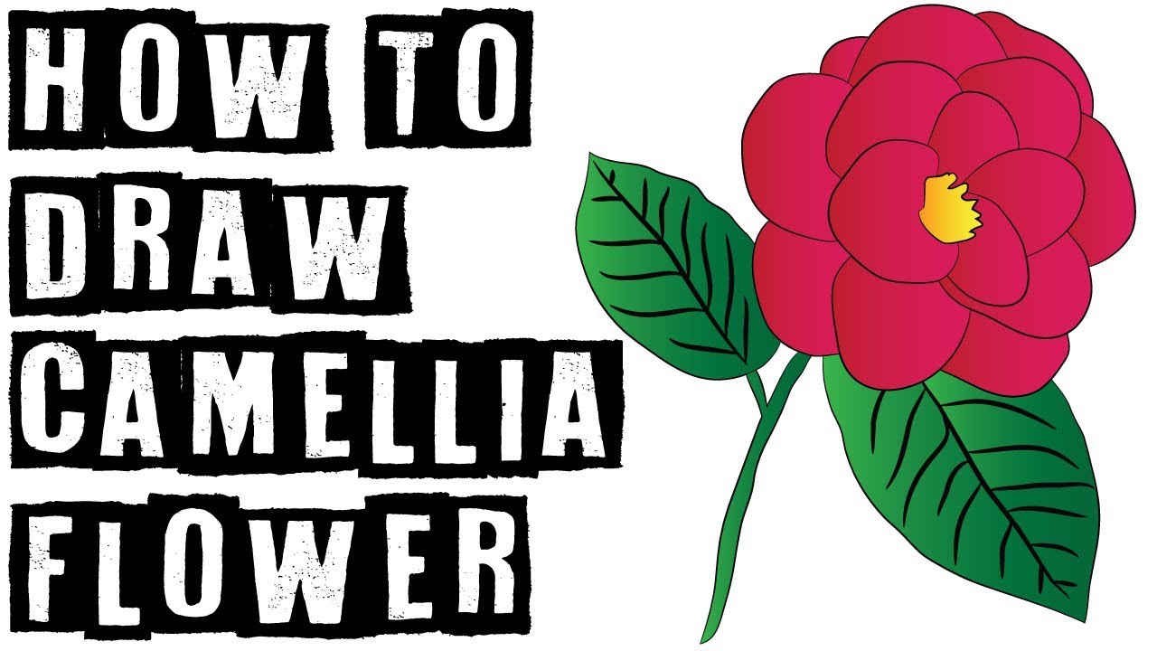 1280x720 how to draw camellia