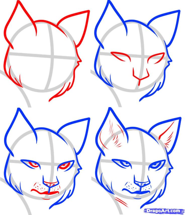 Collection of Wildcat clipart | Free download best Wildcat clipart on ...