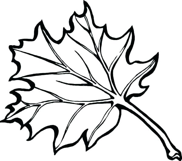 Drawing Fall Leaves Step By Step | Free download on ClipArtMag