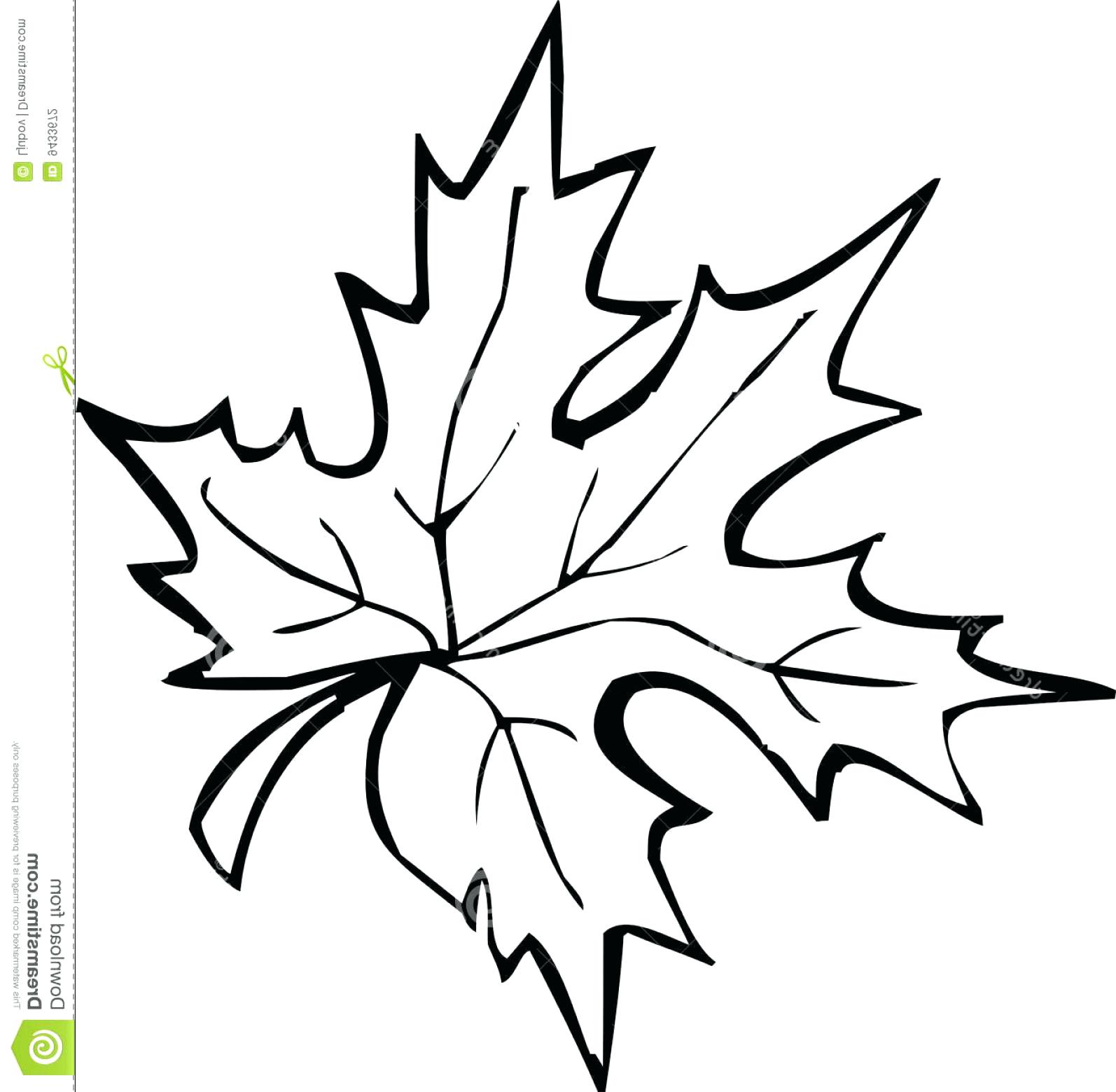 1594x1560 Fall Leaves Drawing Fall Leaf Outline Android User Interface