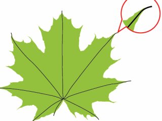 320x240 How To Draw Fall Leaves How To Draw A Fall Leaf Using Adobe