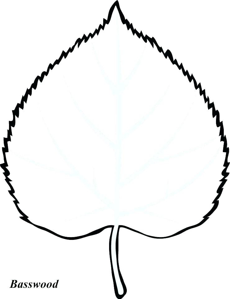 740x961 Leaves Outline Fall Leaf Outline Leaves Outline Drawing