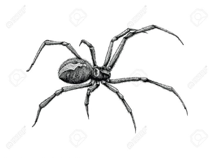 728x538 Black Widow Drawing Spider Cute Step