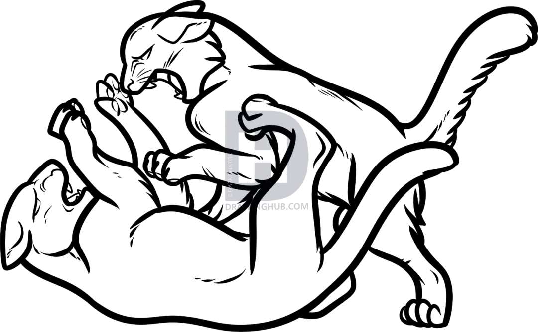 1080x668 How To Draw Fighting Cats, Cat Fight, Step
