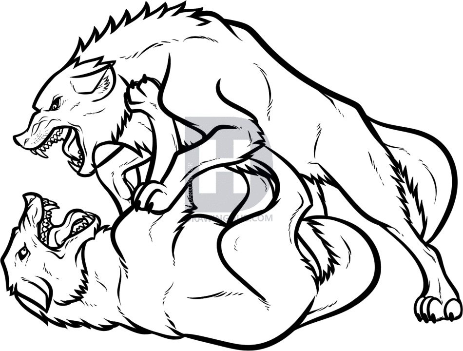 950x720 How To Draw Fighting Wolves, Wolf Fight, Step