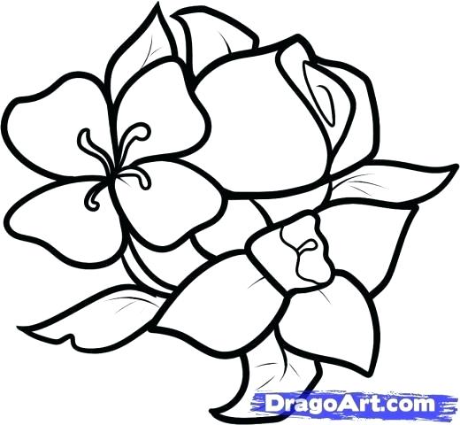 520x480 Flowers To Draw For Beginners Below Eye Level The Art