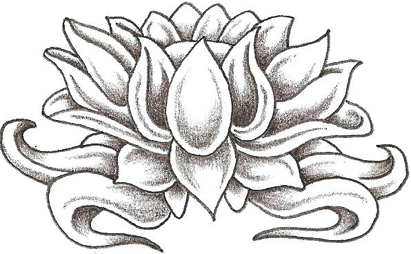 596x368 Drawings Of Lotus Flowers Draw Lotus Flower Tattoo Zupa