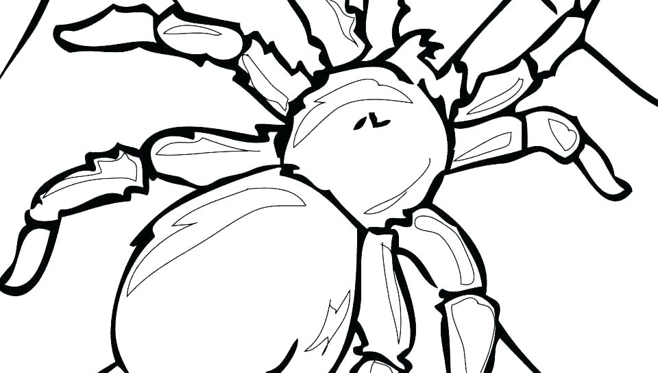 960x544 Tarantula Spider Drawing Coloring