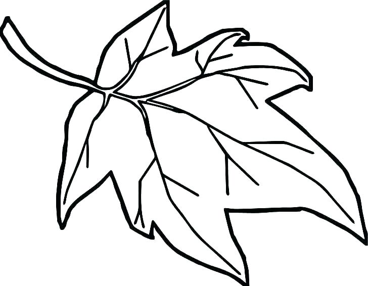 728x566 Leaf Drawing For Kids