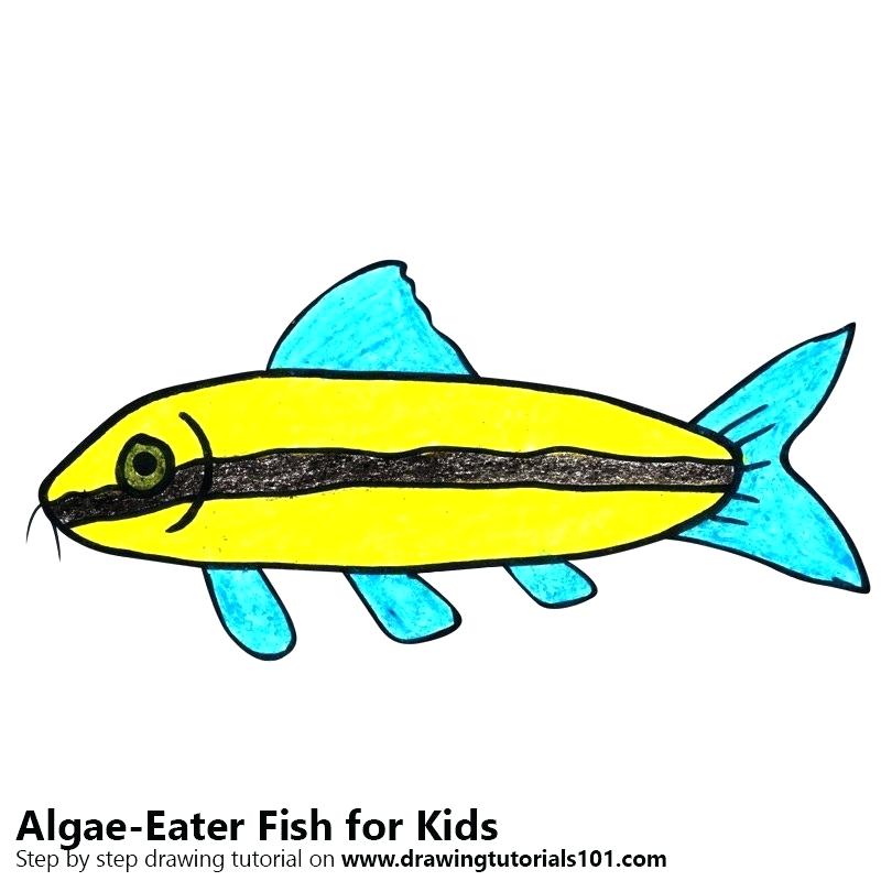 800x800 fish kids drawing fish drawing for kids chartered architects