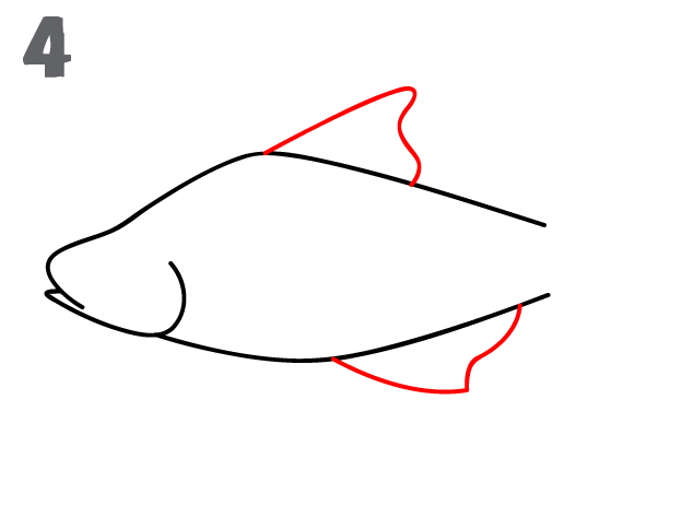 624x484 How To Draw A Fish