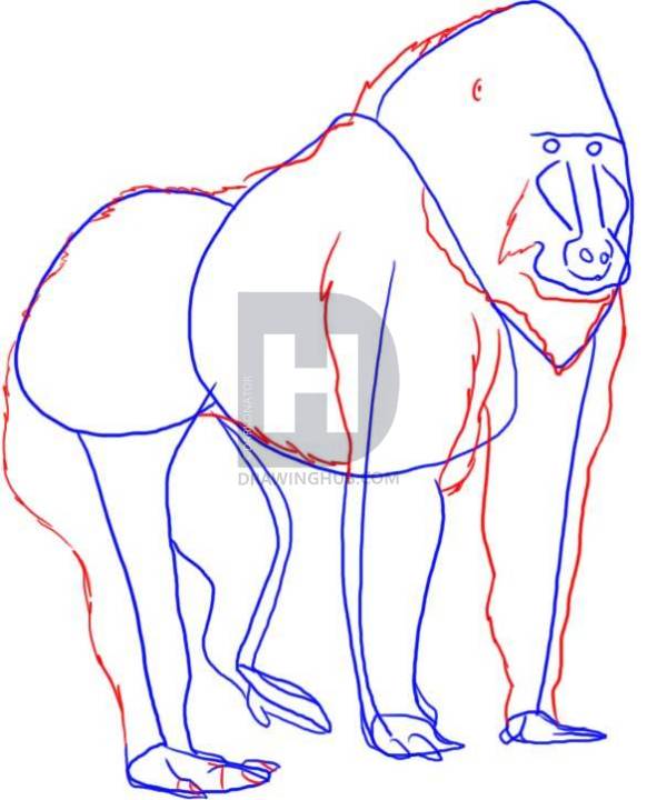 582x720 how to draw a baboon, step