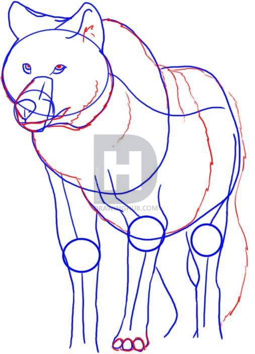 507x703 How To Draw A Wolf, Step