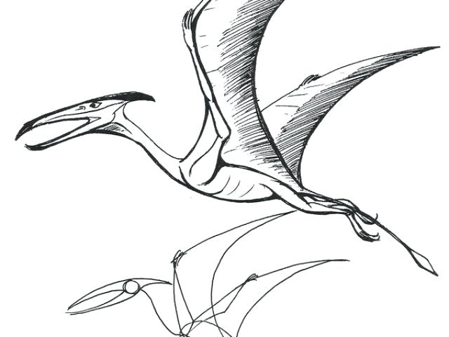 640x480 Easy Dinosaurs To Draw