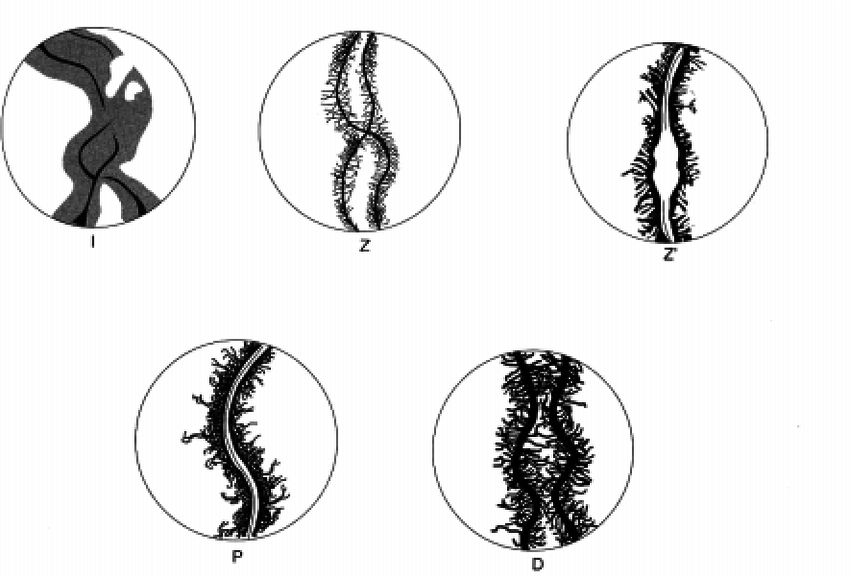 850x578 schematic drawing of the typical stages of meiotic prophase l