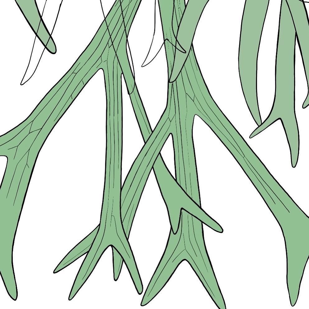 993x993 Drawing Some Staghorn Ferns