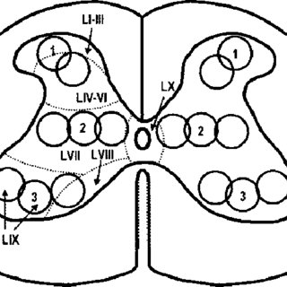 320x320 schematic drawing representing the regional andor laminar