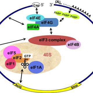 320x320 A Schematic Drawing Of A Eukaryotic Mrna, Illustrating Some