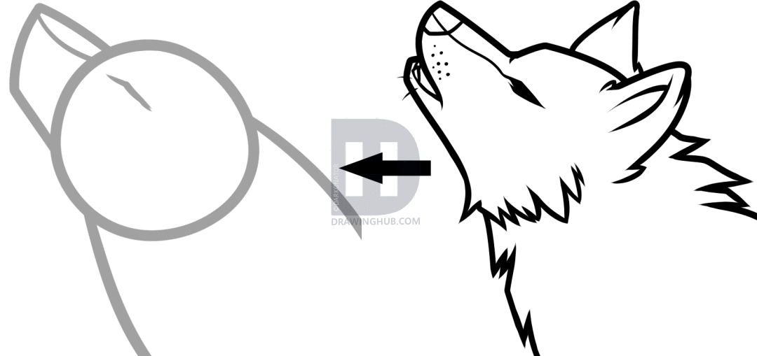 1080x509 How To Draw A Howling Wolf Easy, Step