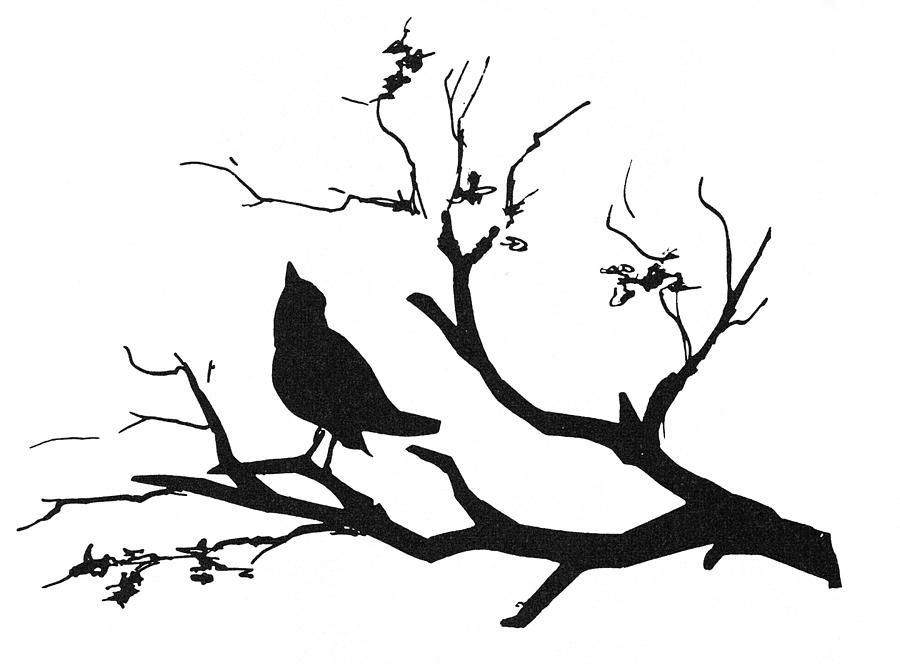 900x664 Silhouette Bird On Branch Photograph