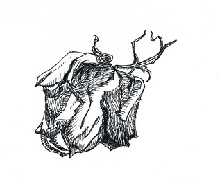 Drawing Of A Dying Rose