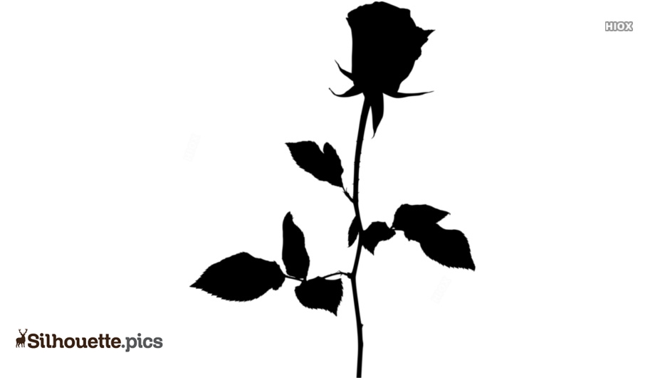 934x534 Rose Silhouette Images