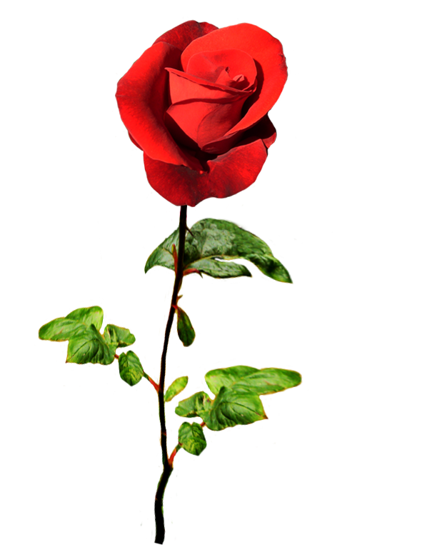 591x766 Clipart Of Valentine Day Roses