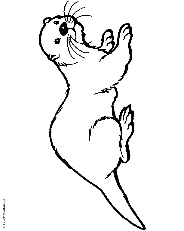 Drawing Of A Sea Otter