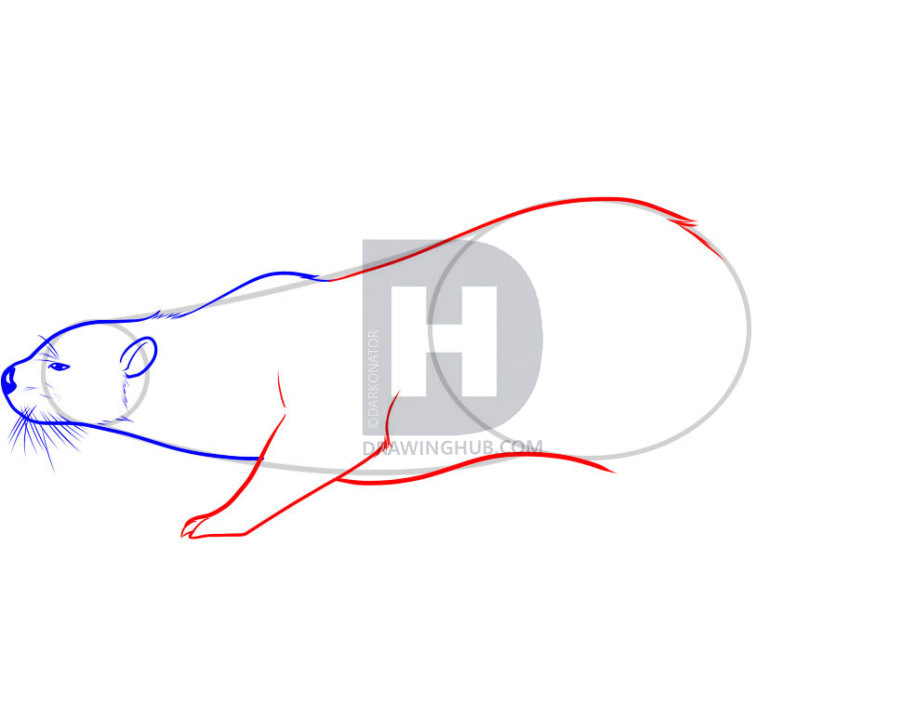 916x720 how to draw an otter, draw a sea otter, step