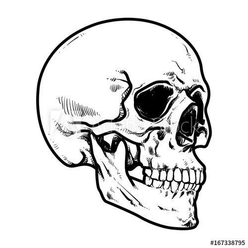 500x500 Skull Vector Illustration, Collection Of Hand Drawn Skull, Hard
