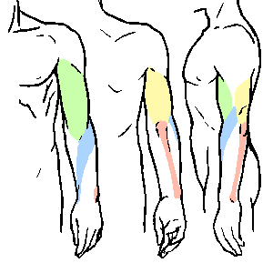 300x300 How To Draw The Arm The Movement Of The Arm Muscle