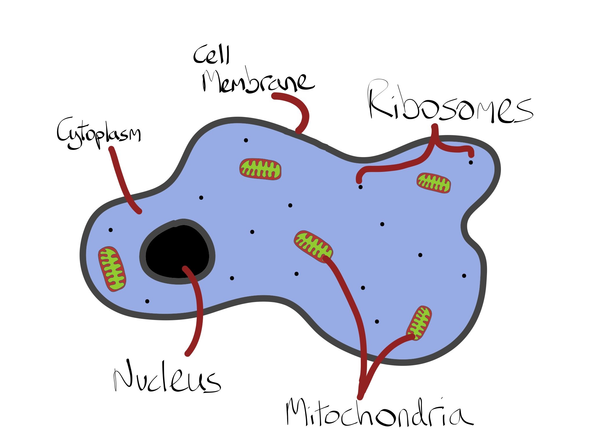 Drawing Of Cytoplasm