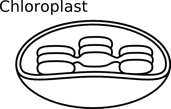 600x385 Collection Of Free Chloroplast Drawing Cytoplasm Download On Ui Ex