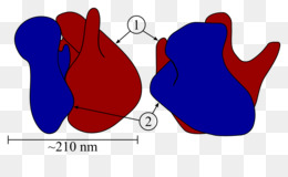 260x160 Cytoplasm Png
