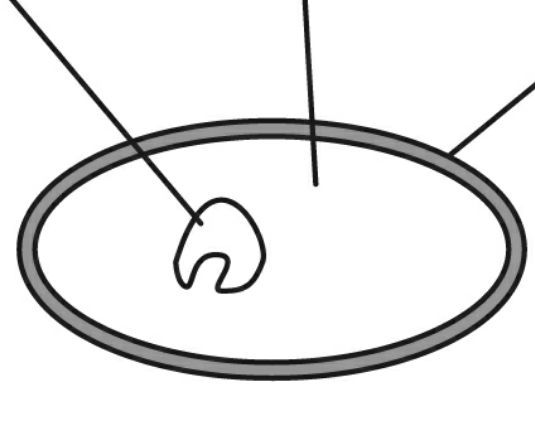 535x429 mrs cruz's biology class cell theory ch cell organelles