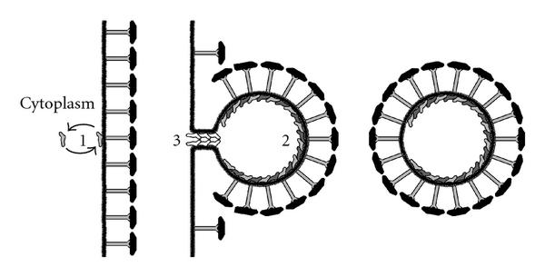 600x305 Shaping The Archaeal Cell Envelope Figure